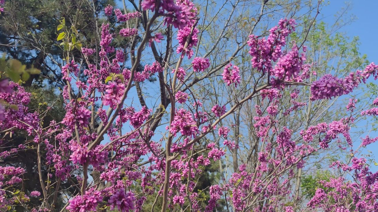 春天 花已开 10