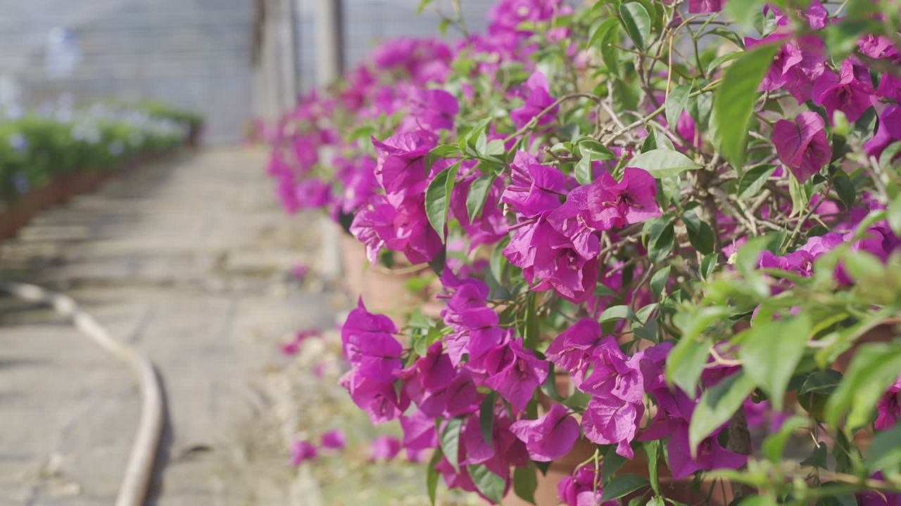 年宵花 7