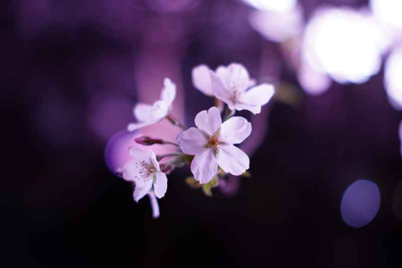 樱花