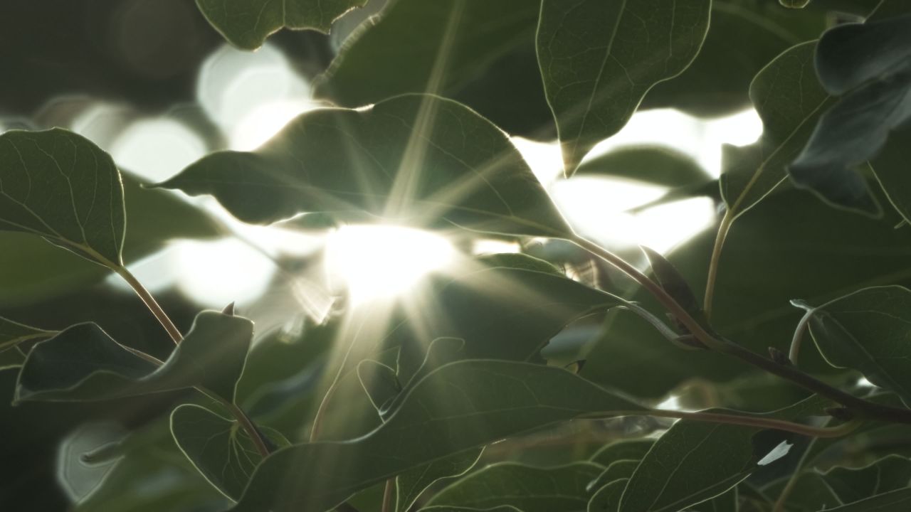 星芒树叶逆光实拍镜头