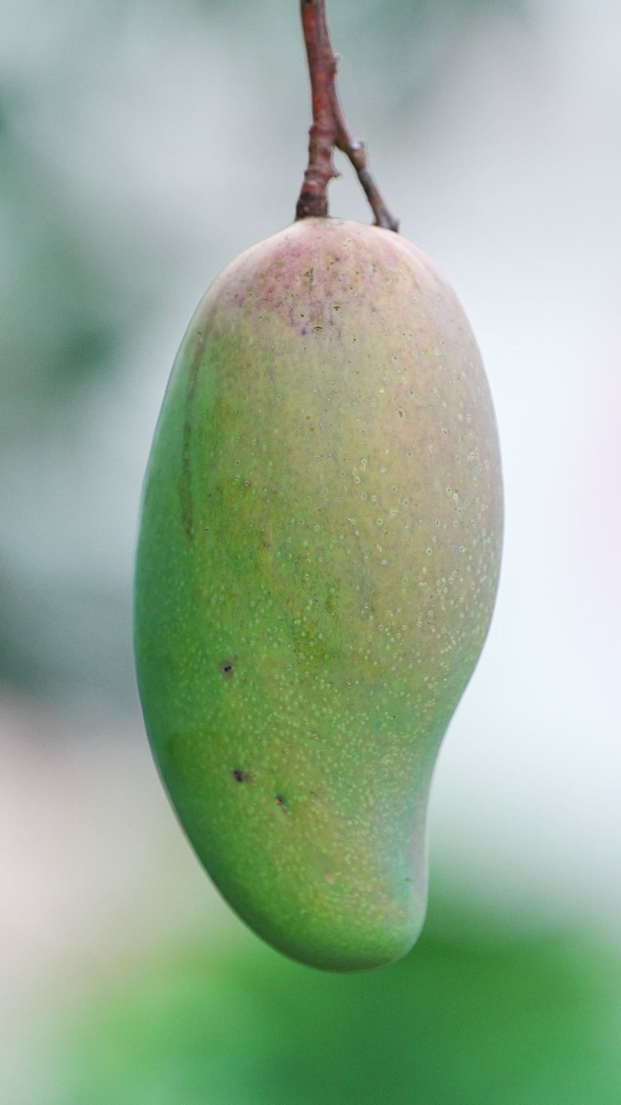 芒果树上的果实