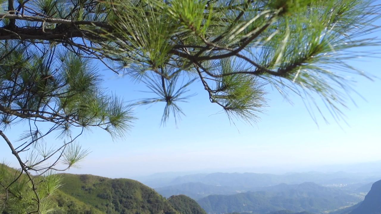 高山松树枝俯瞰群山