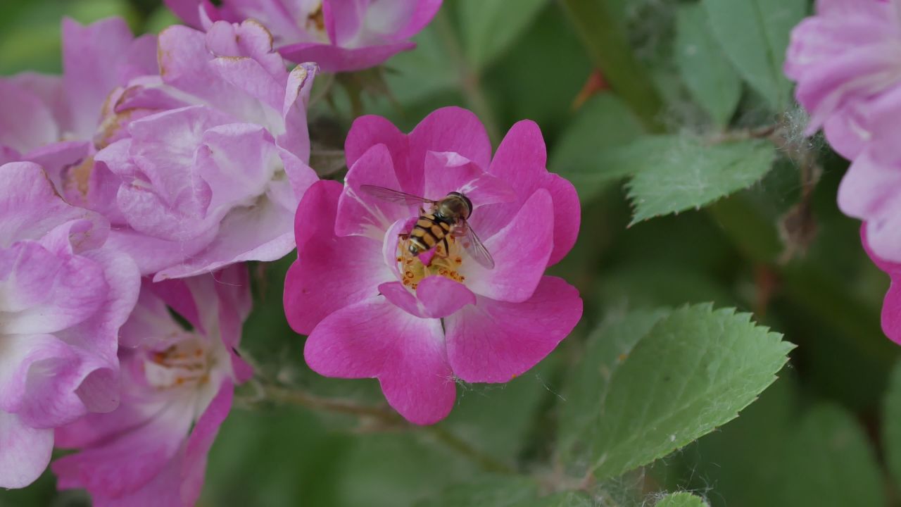 蜂蝇在花上的特写