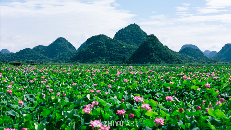 荷塘月色映青山
