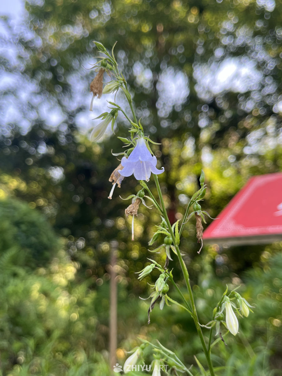 蓝铃花开的静谧时光