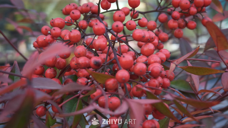 冬日里，生机勃勃，红色南天竹果实，冬日喜庆素材