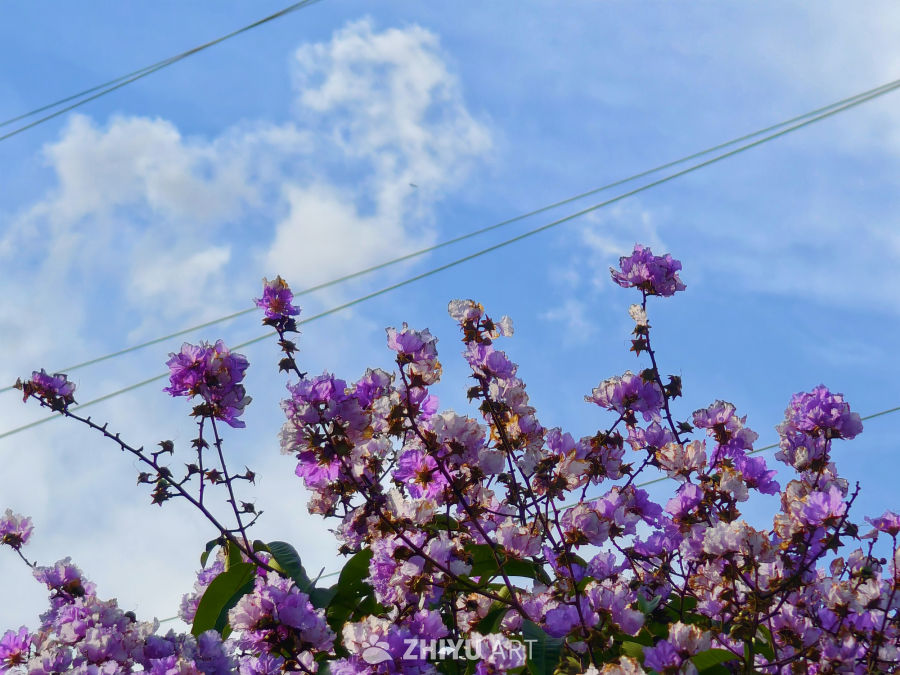 万花从