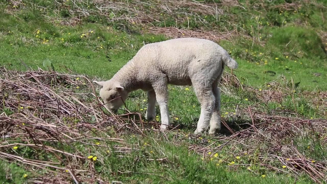 羊肉羊母羊可爱