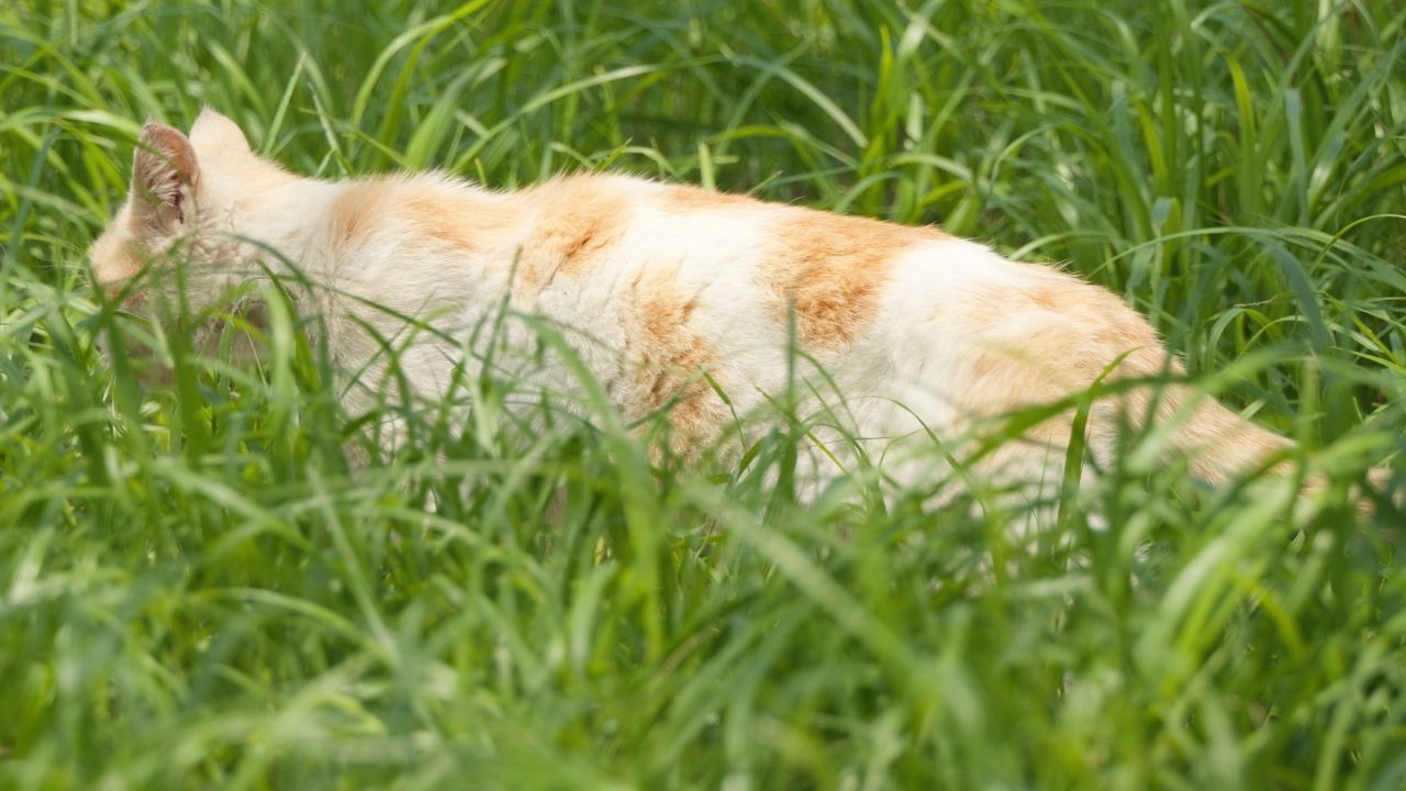 春天公园里可爱的猫咪流浪猫 18