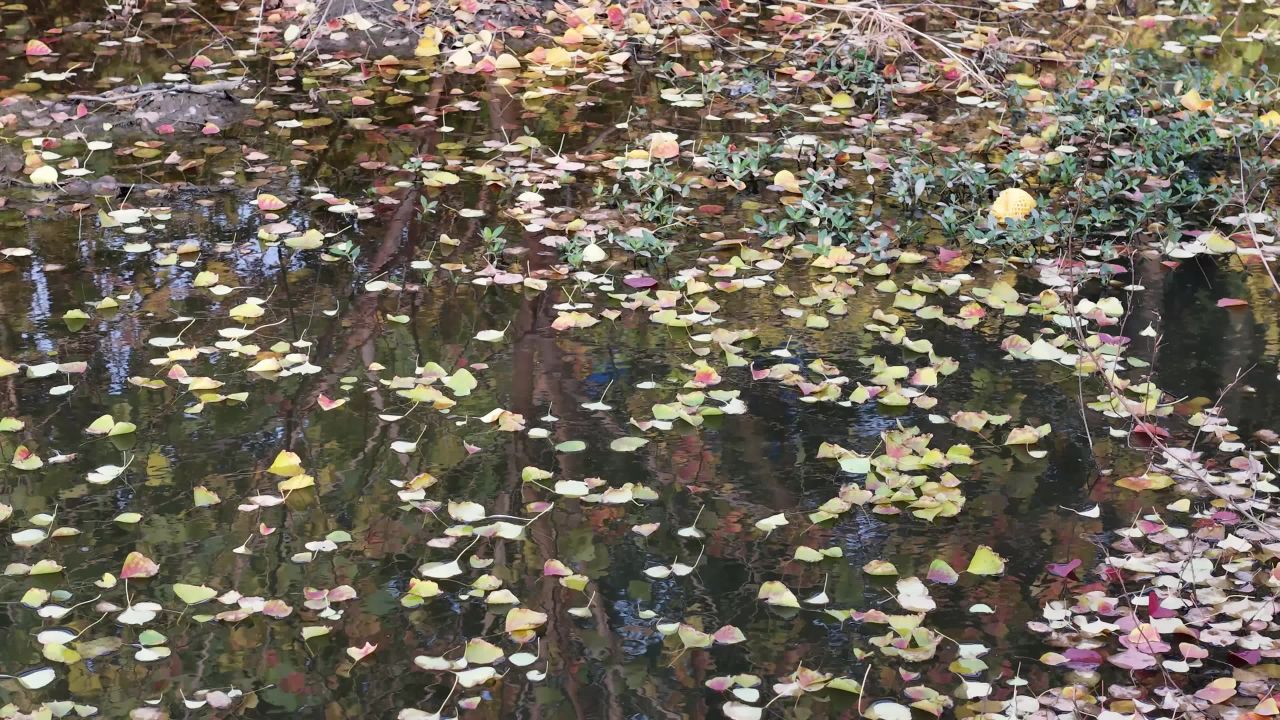 秋日落叶静谧湖面