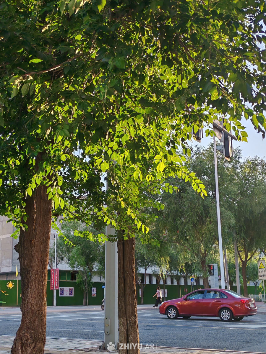 绿树红车街景图