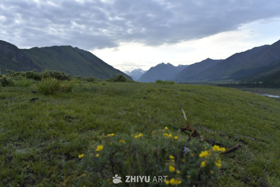 山间草地与野花