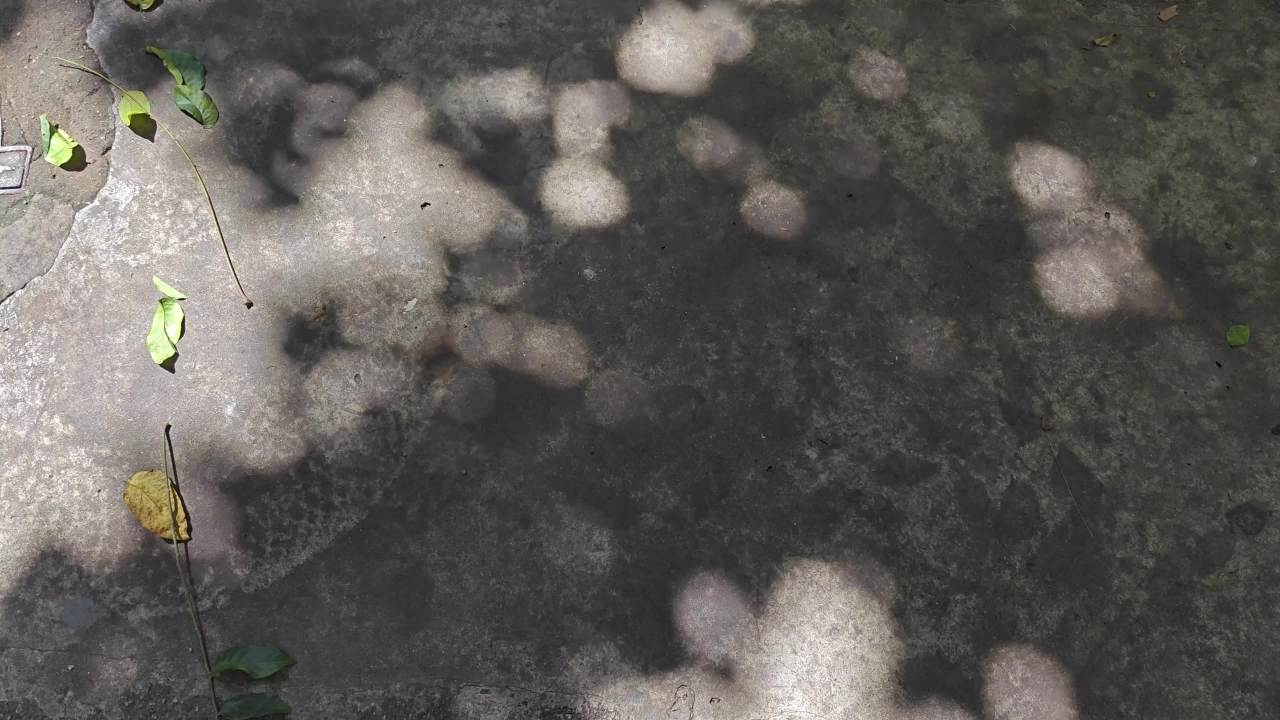 4K阳光微风树影