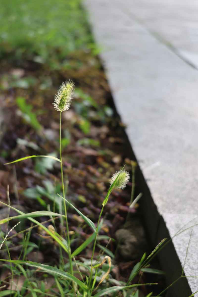 路边草