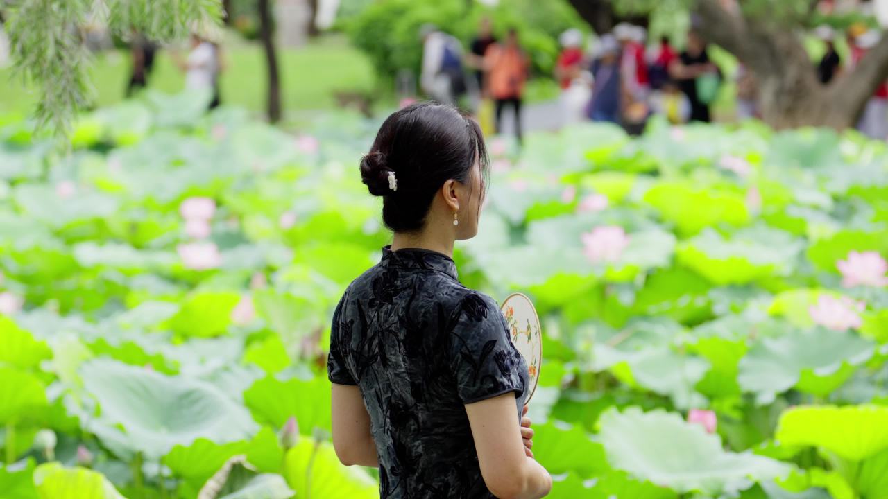 荷花02514552