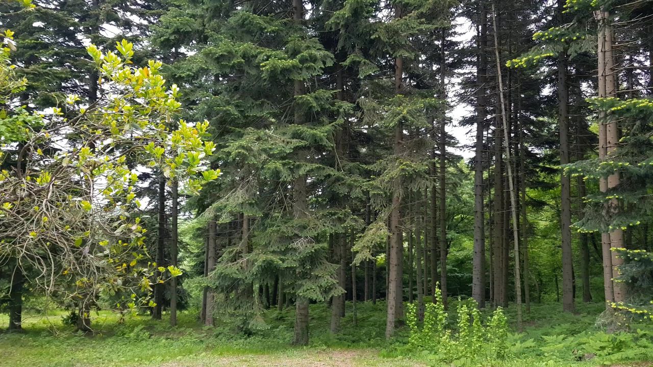 森林运动树木夏天