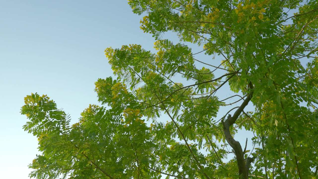 蓝天黄色花 树下