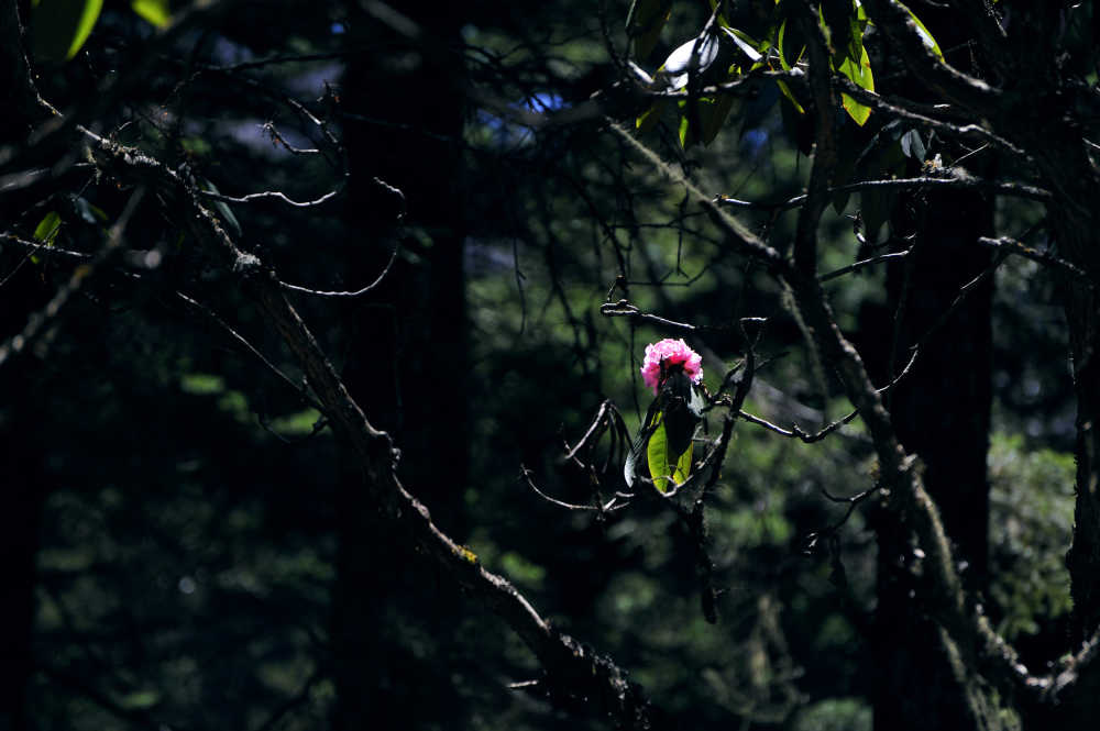 高原杜鹃花
