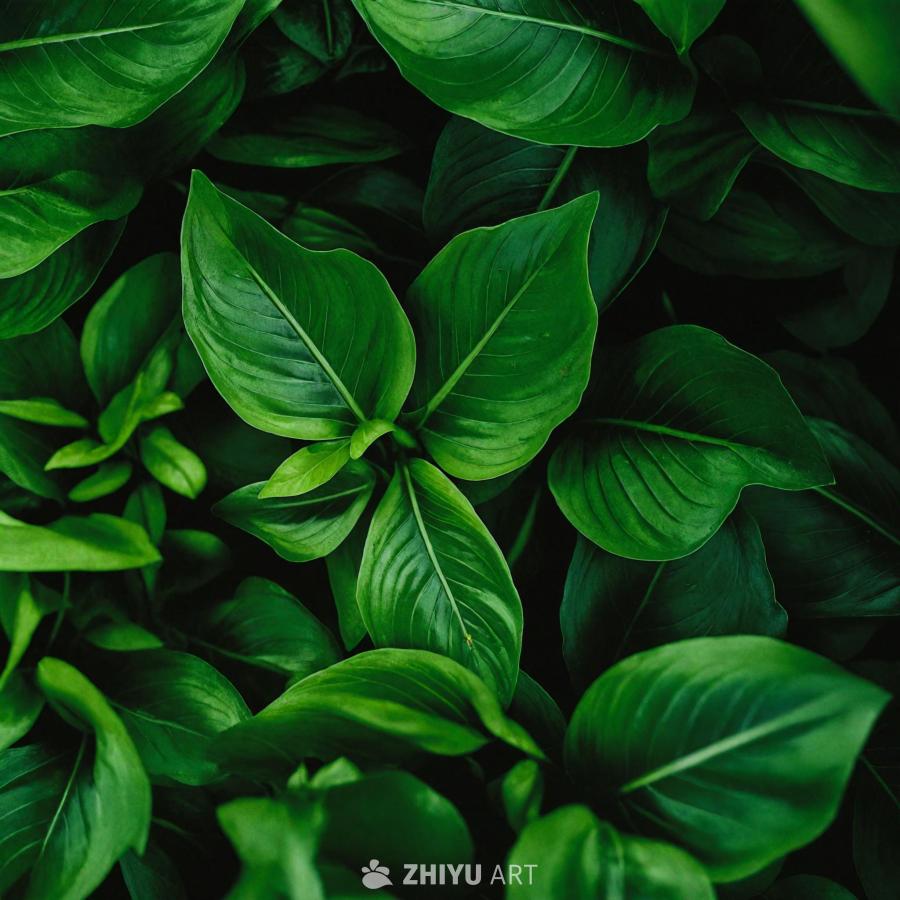 特写镜头展示了一株茂盛的绿色植物，其叶子又大又亮，