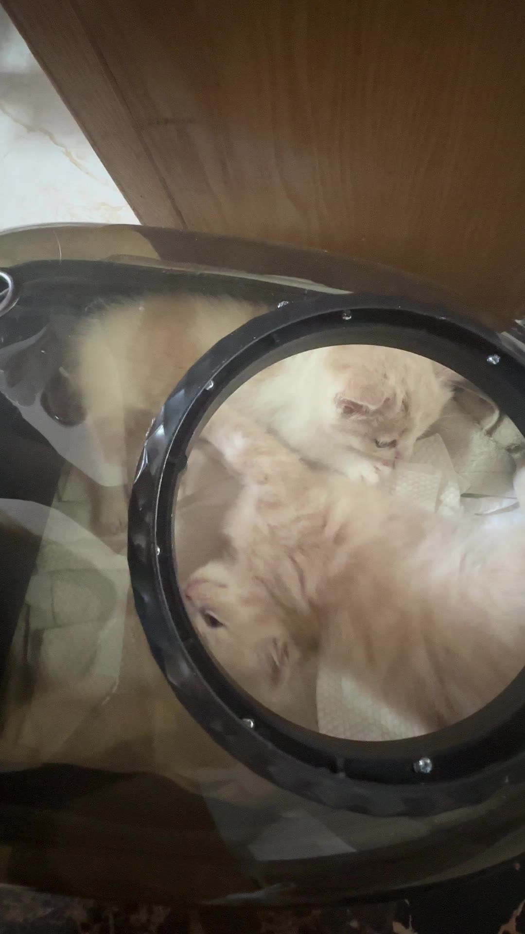 大部分时候猫咪对人好，但是对同类并不友好 2
