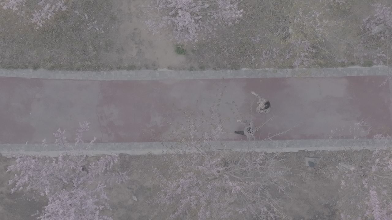 樱花下的漫步