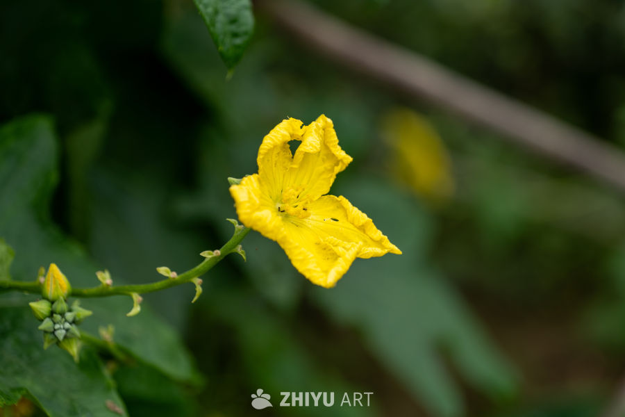 网红火车道打卡 8