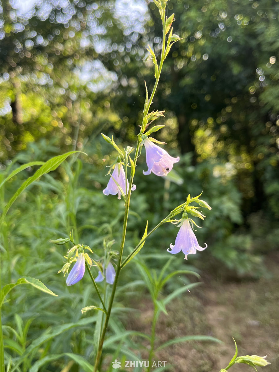 阳光下的铃兰花