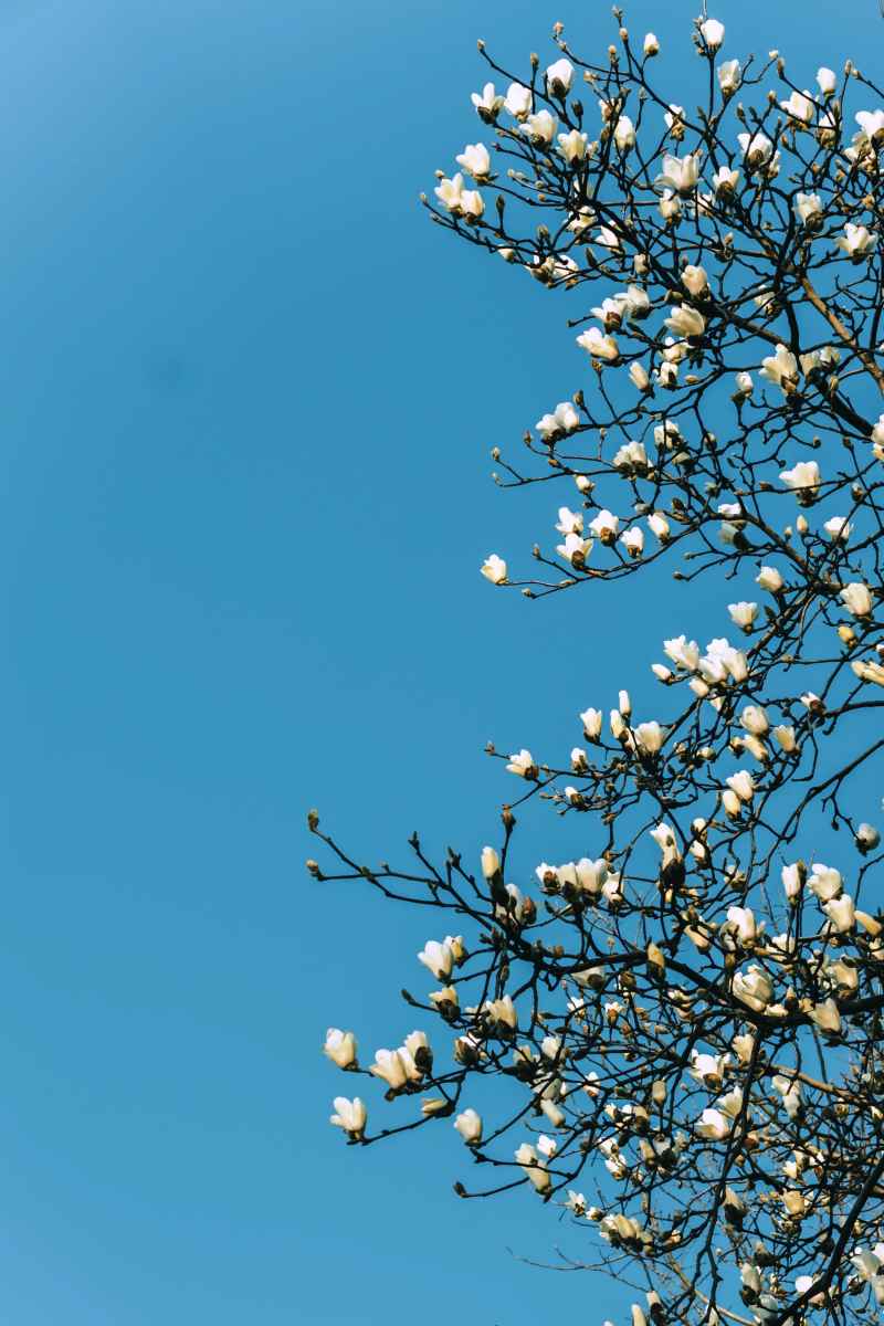 玉兰花