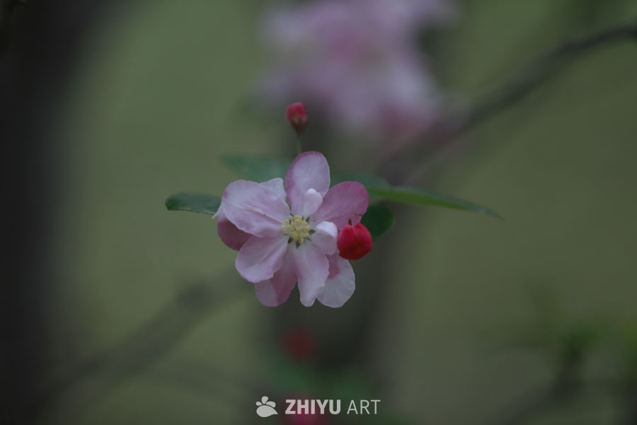 粉嫩春花