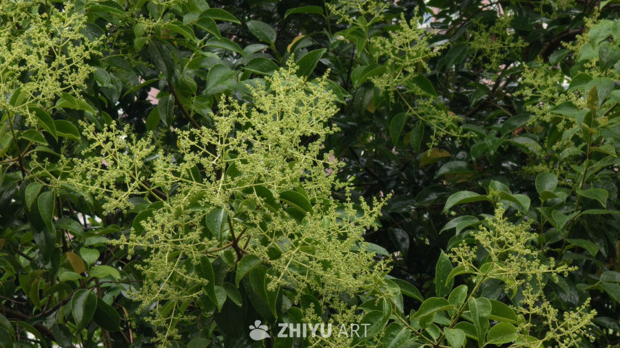 雨后清新枝头