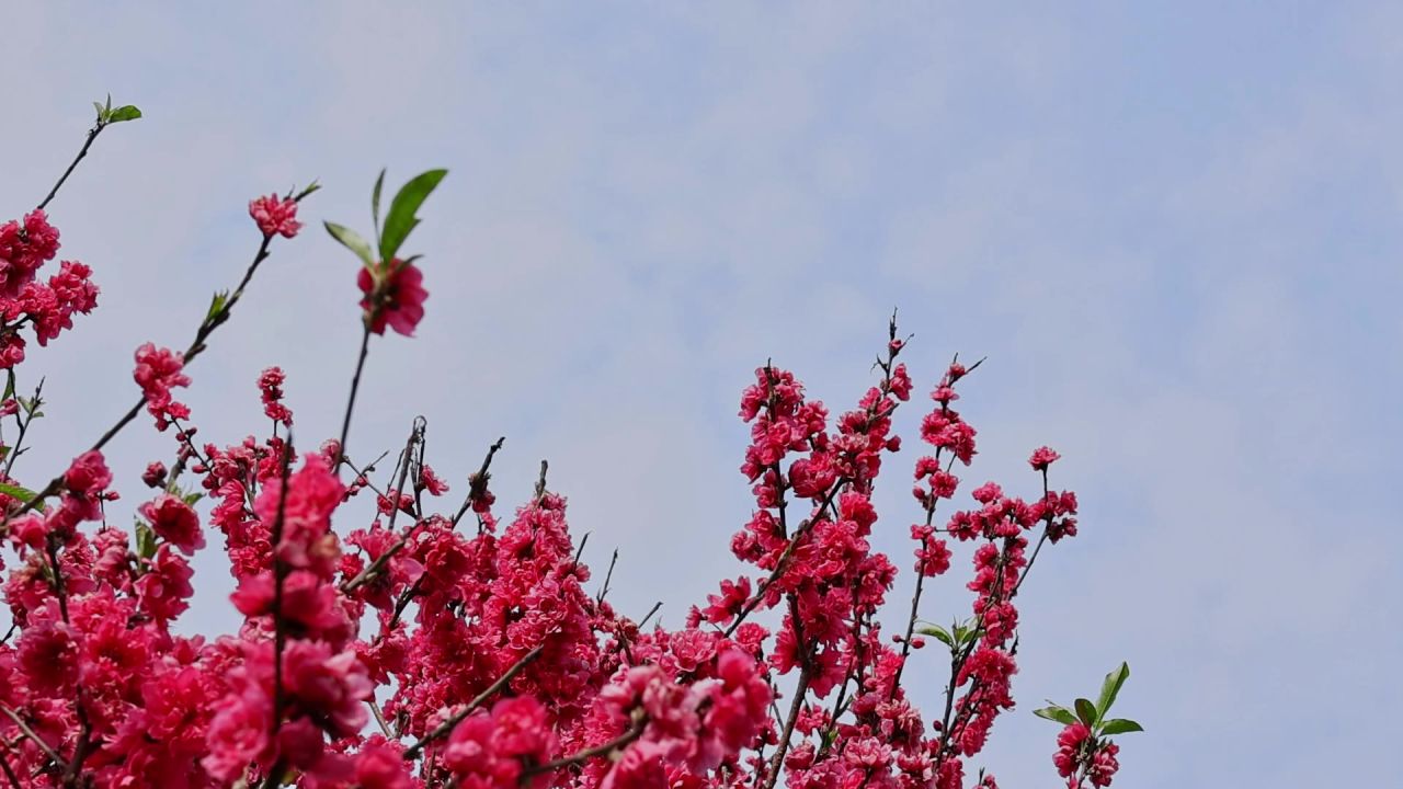 春暖花开桃花盛开 11