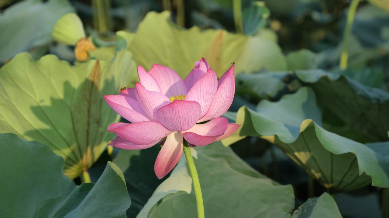 荷花 1