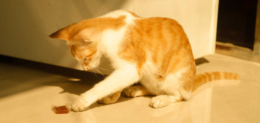 橘猫