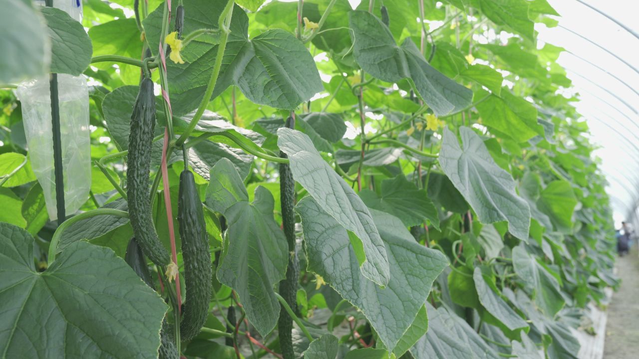 黄瓜种植 15