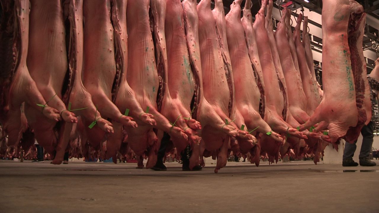 没见过猪跑 猪肉总吃过吧