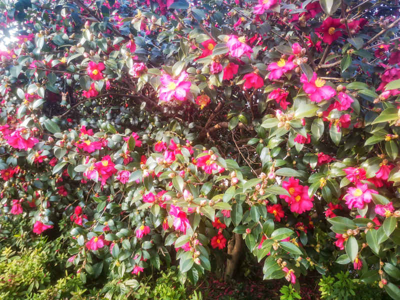 鲜花盛开山茶花花朵植物摄影图 