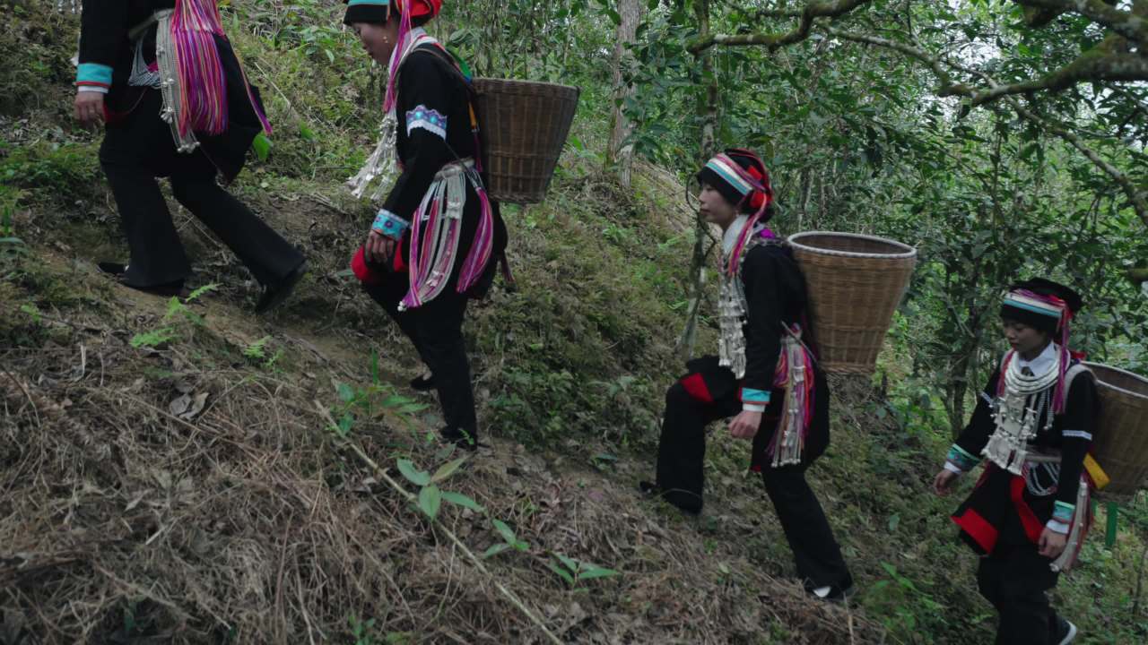 苗族妇女在森林中行走