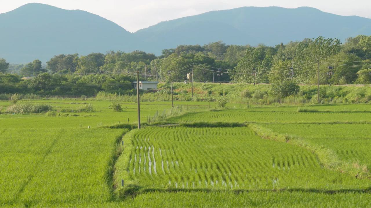 农村水稻田野粮食庄稼 37