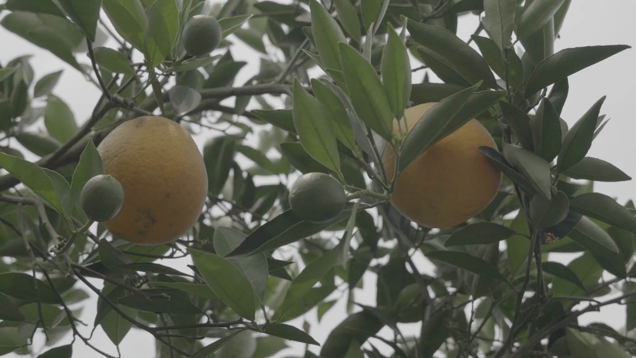 橙树上的果实