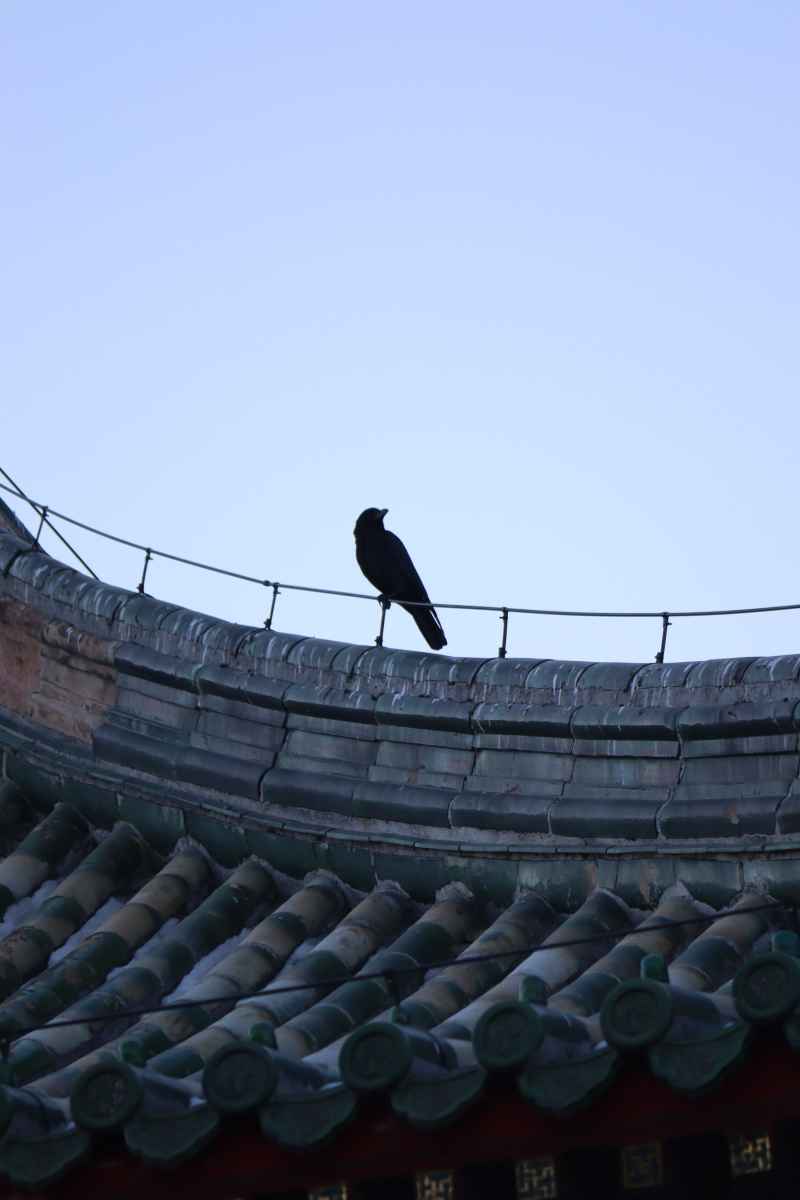 乌鸦