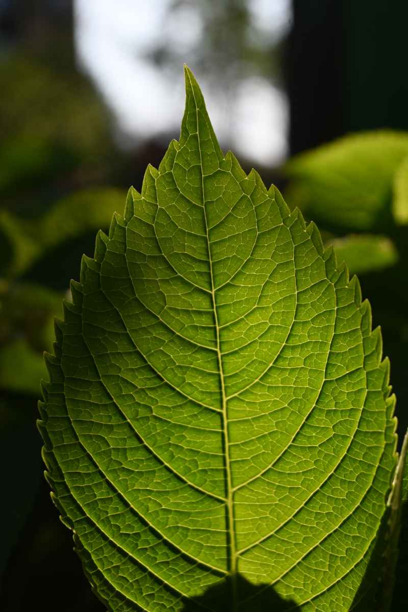 绣球花 6