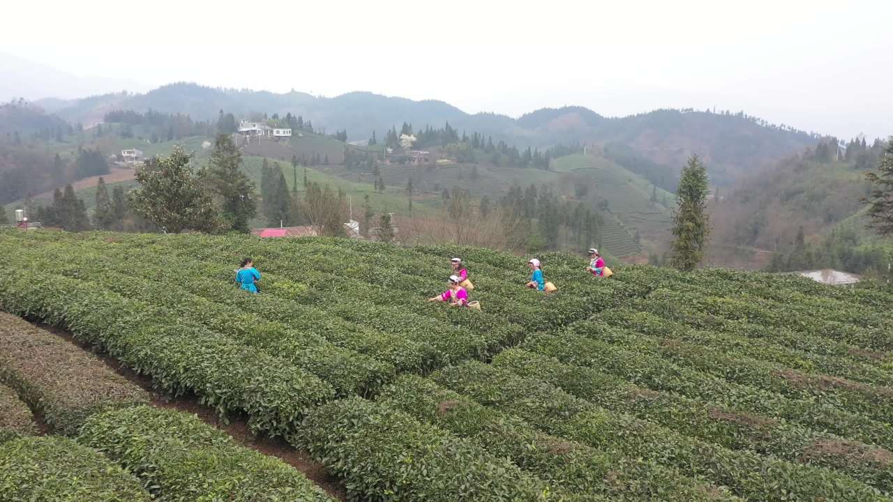 茶山茶叶采茶晾茶制茶茶汤品茶全过程
