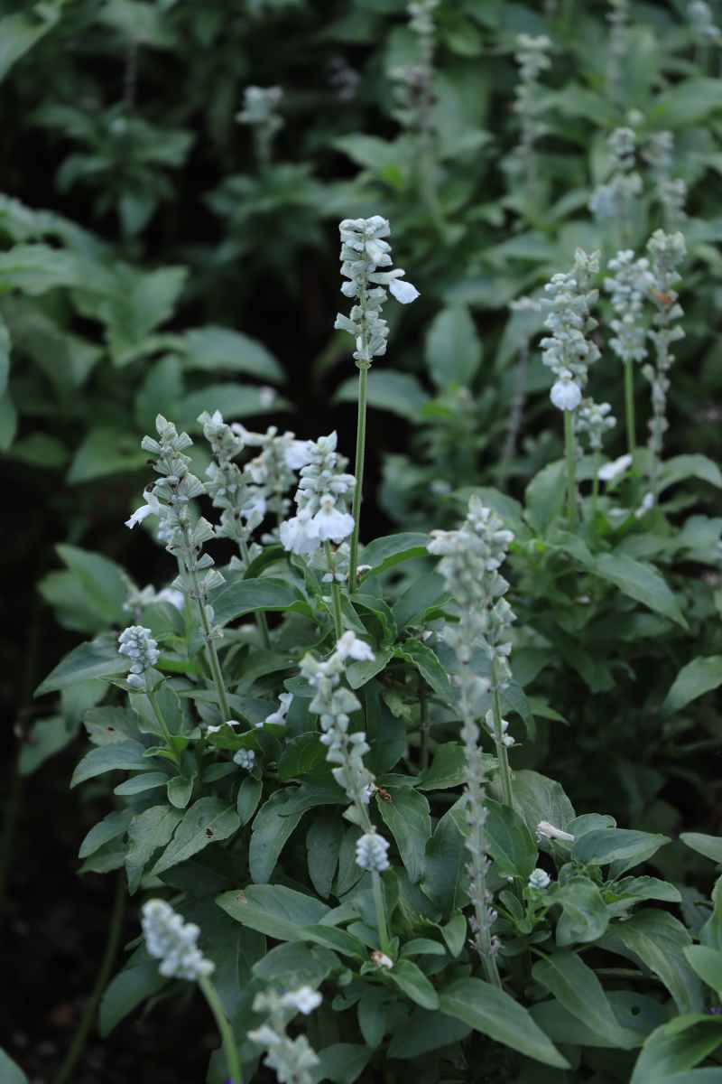 上海中山公园鼠尾草