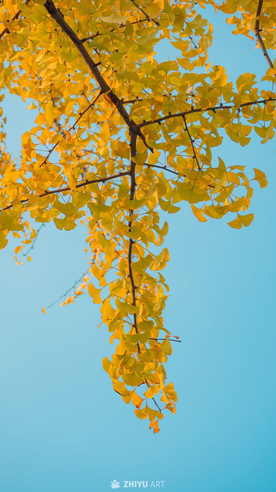 金黄银杏映蓝天