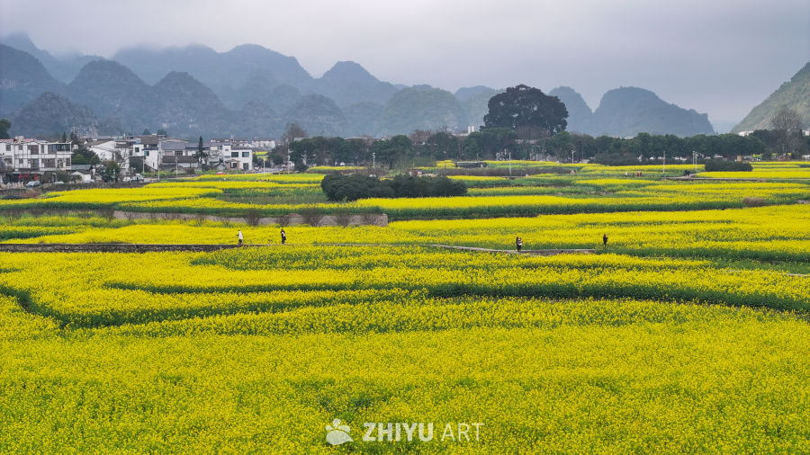 航拍油菜花盛开  美丽乡村 10