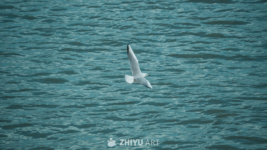 海鸥掠过碧波
