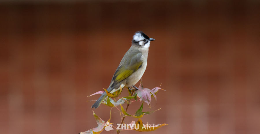 秋日小鸟栖息图