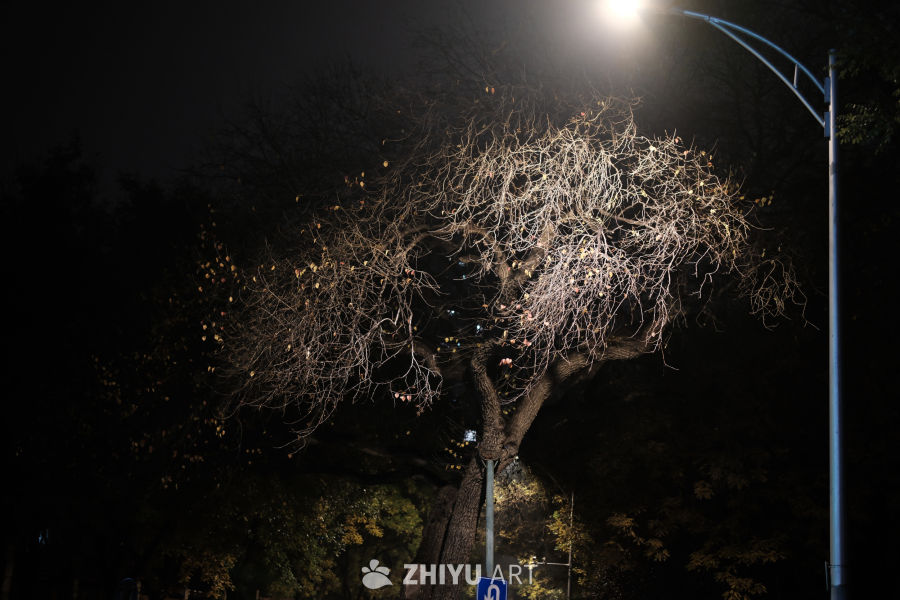 夜路灯下的枯树