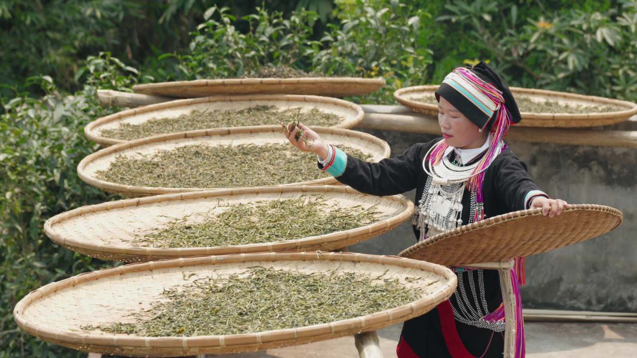 传统茶叶晾晒