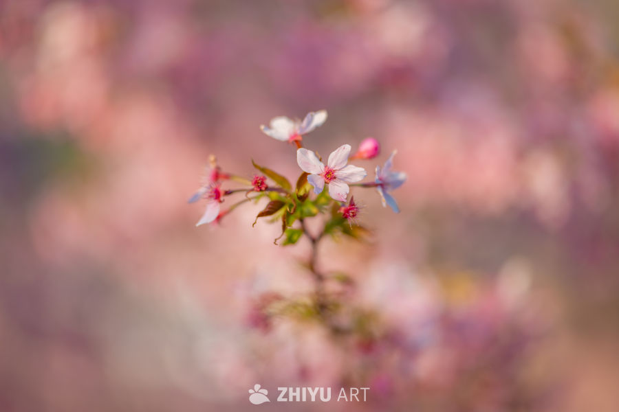 山樱漫城 茶田叠翠